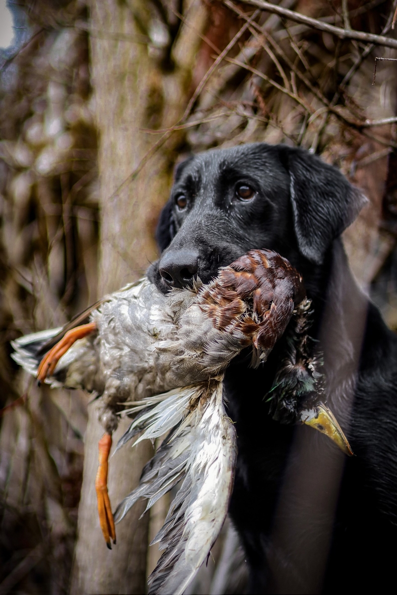 Gun Dog Training