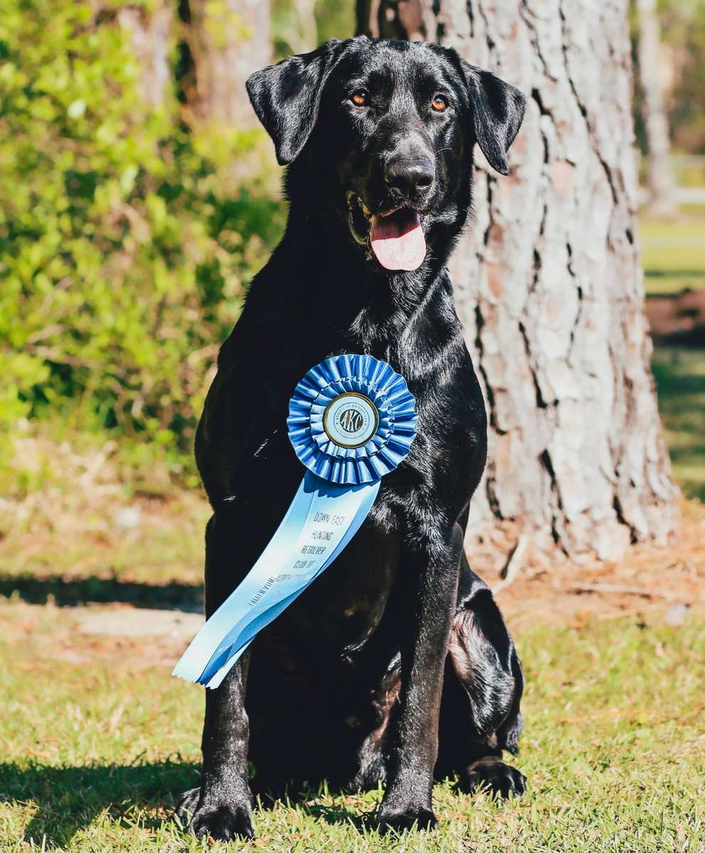 training young dog